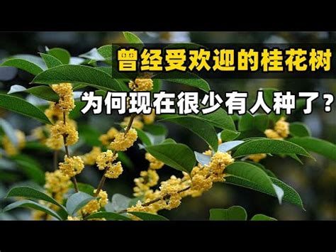 種桂花風水|風水桂花：化解小人秘技